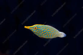 We did not find results for: Orange Spotted Filefish Stock Image C040 1491 Science Photo Library