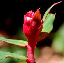 Red Button Ginger Flower Ginger Flower Flowers Plants