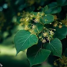 Image result for Littonia lindenii