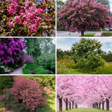 Deciduous trees' leaves change color in autumn and then fall off, leaving bare branches until spring. 25 Longest Blooming Trees And Shrubs For Your Garden Diy Crafts