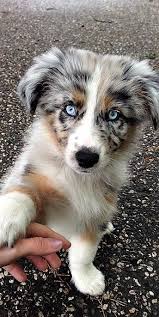 I Just Think It S So Cute In 2020 Shepherd Dog Breeds Cute Dogs Breeds Aussie Dogs