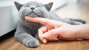 Bir Yavru Kedi Ve Yetiskin Bir Kedi Icin Bakim Nasil Yapilir 45 Fotograf Evde Kedinin Kulaklari Nasil Temizlenir Farkli Cins Kedilerin Bakimi Icin Kurallar