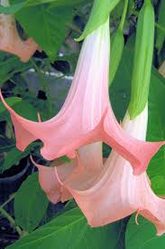 Image result for Brugmansia