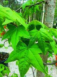 مُ مجْداً تليداً، وعِزَّاً أشَمّ. Ù…ÙŠØ¹Ø© Ø³Ø§Ø¦Ù„Ø© Ø£Ù…ÙŠØ±ÙƒÙŠØ© Liquidambar Styraciflua Pyramidale Altingiaceae Sms Marmara Group