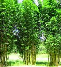 Originating from higher altitudes in countries such as china, plants from the fargesia genus are really suitable for cooler climates. 15 Bamboo Non Invasive Ideas In 2021 Bamboo Bamboo Plants Clumping Bamboo