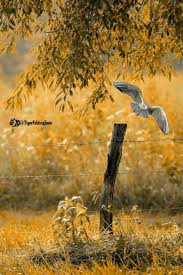 Natural Yellow Grass White Bird Cb Picsart Editing Background Full Hd Image Free Dowwnload In our gallery we gathered over a hundred high quality wallpapers of magical and charming sunsets from around the globe. natural yellow grass white bird cb