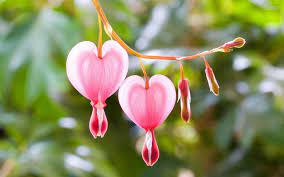 Pin By Sanaya Lex On Hd Viewer Bleeding Heart Flower Bleeding Heart Heart Flower Tattoo
