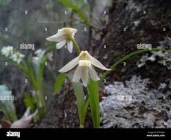 Image result for Polystachya ottoniana