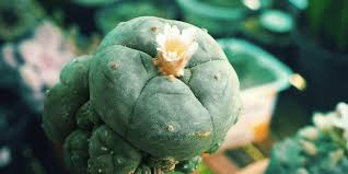 Comparing Peyote Vs Ayahuasca | Banyan Treatment Centers