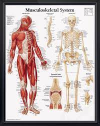 The most common human muscles print material is. Musculoskeletal System Anatomy Poster Labels Anterior Views Of Both The Muscular And Skeletal Sy Muscular System Anatomy Musculoskeletal System Muscular System