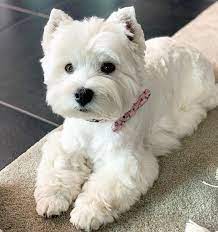 Tuesday Frown Westie Puppies Westie Terrier Cute Dogs And Puppies