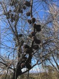 Image result for Casuarina verticillata