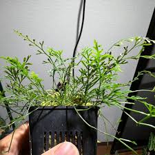 Image result for Asplenium mannii