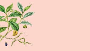 91,098 likes · 4,560 talking about this. Syrup Of Ipecac A Nauseating Story Australian Pharmacist