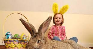 Voici darius, 1,30 mètres de long c'est le plus grand lapin du monde. Le Plus Gros Lapin Du Monde Va Ceder Le Trone A Son Fils
