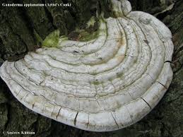 Image result for Ganoderma applanatum