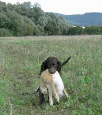 Image result for americký vodní španěl