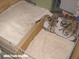 May 21, 2020 · usually when a dog is pooping in the house on purpose, they choose to do it at night to avoid confrontation. Misty Method Raising Puppies At 3 To 3 5 Weeks Old Time To Start Potty Training Housebreaking Puppies