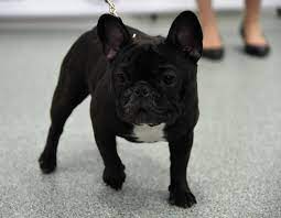 French bulldog puppy for sale near illinois, berwyn, usa. Chicago Rescue Caring For 23 French Bulldog Puppies Found In Van Chicago Il Patch