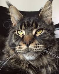Black And White Tabby Maine Coon Pin Auf Maine Coon Cats