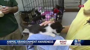 7 Kittens Left At Lancaster County S Pet Pantry