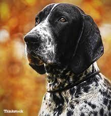 Each is considered a different breed in the american kennel club (akc) registry. The Bluetick Coonhound