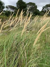 Image result for Cenchrus caudatus