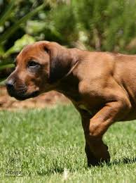 rhodesian ridgeback reminds me of sheba tiere hunde haustier