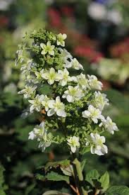 Image result for Hydrangea quercifolia