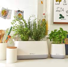 Descubrí la mejor forma de comprar online. Hierbas Aromaticas En Tu Cocina