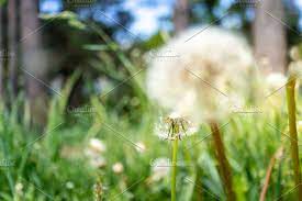 Dandelion Flower With Seeds Dandelion Flower Flowers Dandelion Seed