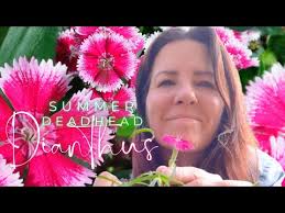 Summer Dianthus Deadhead 💀✂️🌸 with New Tool! #pinks