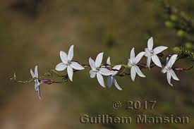 Image result for Cyphia