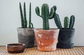 Echeveria might not look too much like a cactus, but some people refer to them as echeveria cacti. How To Care For A Cactus Like A Professional Gardener Well Good