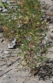Image result for Indigofera colutea