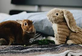 The average cost to get a rabbit spayed or neutered in the united states is $273.97 with a median price of $205. How Much Does It Cost To Neuter A Rabbit Cost Breakdown