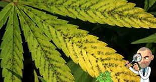 Manganese is necessary for the production of several enzymes and antioxidants that fight free radical damage and aid in carbohydrate and lipid metabolism. Stop Manganese Deficiencies In Marijuana Plants Now