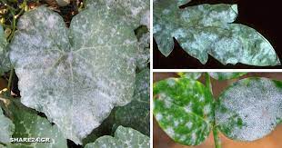 We did not find results for: Mykhtologikh As8eneia Widio Giati Ta Fylla Twn Fytwn Exoyn Mia Asprh Skonh Panw Toys Pws Na To Antimetwpisw Share24 Gr