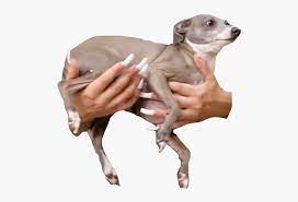 We hope this web site is helpful to you. Kermit Jenna Marbles Transparent Hd Png Download Transparent Png Image Pngitem