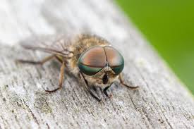 Stechende Insekten Im Garten Diese Konnen Stechen