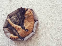 We did not find results for: How Much Does A Kitten Cost Costs Of Purchasing And Raising A Kitten Yarrah Com