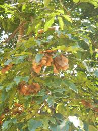 Image result for Pterocarpus