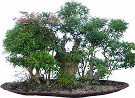Forest Bonsai Buy Bonsai Tree Bonsai Plants Bonsai Forest