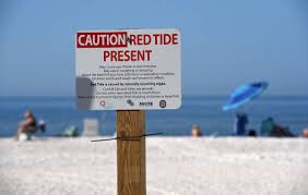 Red tides have been documented along florida's gulf coast since the 1840's. Red Tide In Manatee County In 2021 9 Things To Know Bradenton Herald