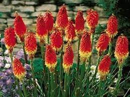 Red Hot Poker Plant 24 Large Red Hot Poker Live Plants Plant Torch Lily Kniphofia Uvaria Red Hot Poker Plant Wholesale Flowers Plant Seedlings