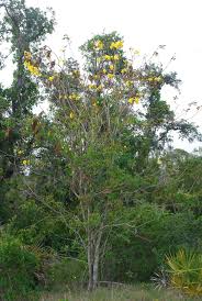 Image result for Handroanthus chrysotrichus