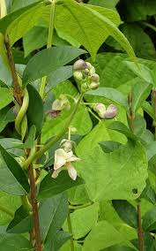 Image result for Phaseolus