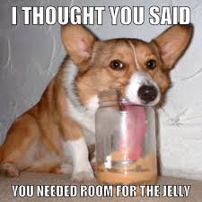 This Corgi Wanted Peanut Butter And He Needed An Explanation Funny Dog Pictures Funny Animal Pictures Cute Animals