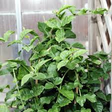 The flowers of jasminum sambac are used for making necklaces, or leis, in hawaii. Arabian Jasmine