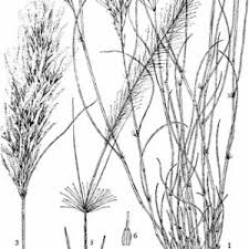 Image result for Stipagrostis uniplumis